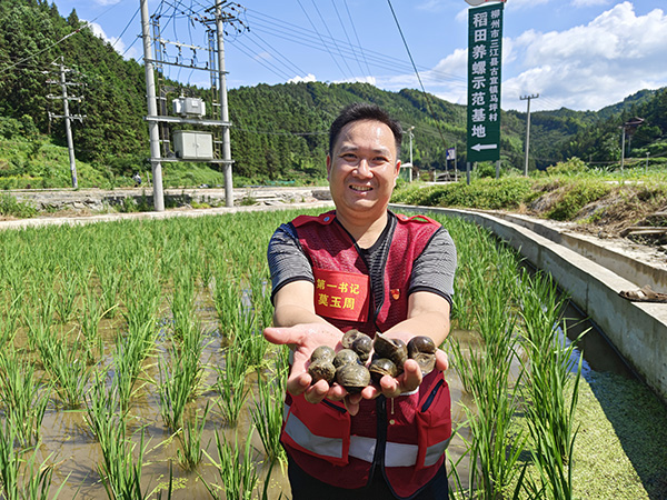 Des escargots mères placés dans des rizières. (Photo Li Ning)