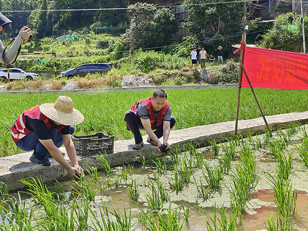 Des villageois déversent des escargots mères dans les rizières. (Photo Li Ning)