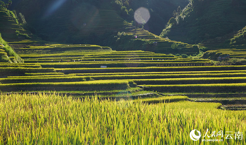 Yunnan : aussi beau qu'un tableau ! Le parfum du riz, témoin de la récolte de centaines d'hectares de terrasses à Luchun