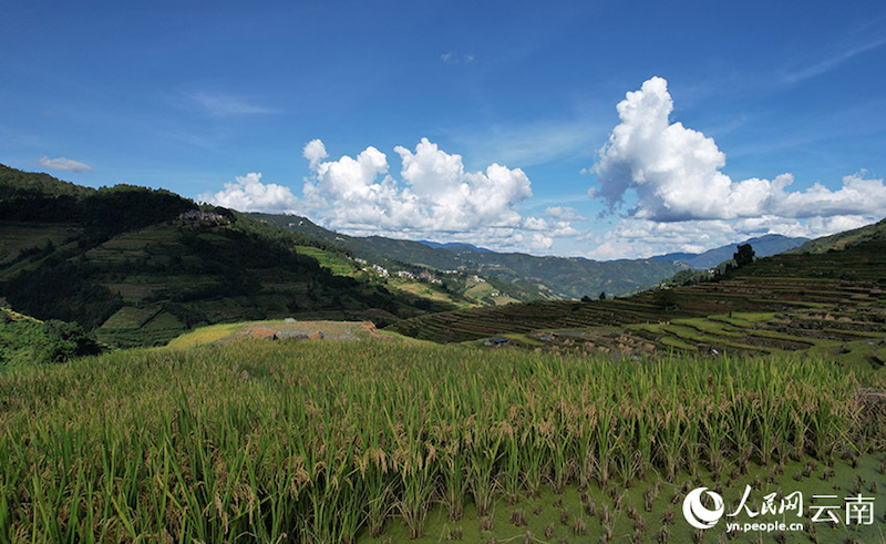 Yunnan : aussi beau qu'un tableau ! Le parfum du riz, témoin de la récolte de centaines d'hectares de terrasses à Luchun