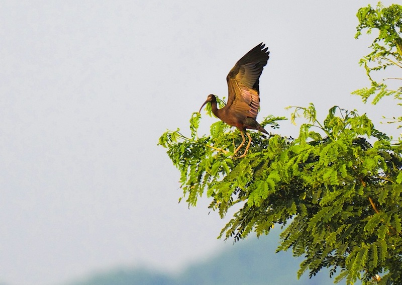 Un ibis falcinelle perché sur une branche d'arbre dans le Parc national des zones humides du lac Shuanggui, dans le district de Liangping de la municipalité de Chongqing (sud-ouest de la Chine). (Photo / Yu Huaixian)