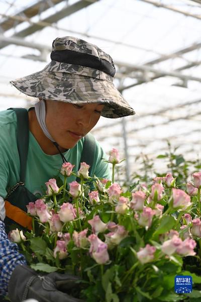 Les roses du Gansu sont vendues dans tout le pays