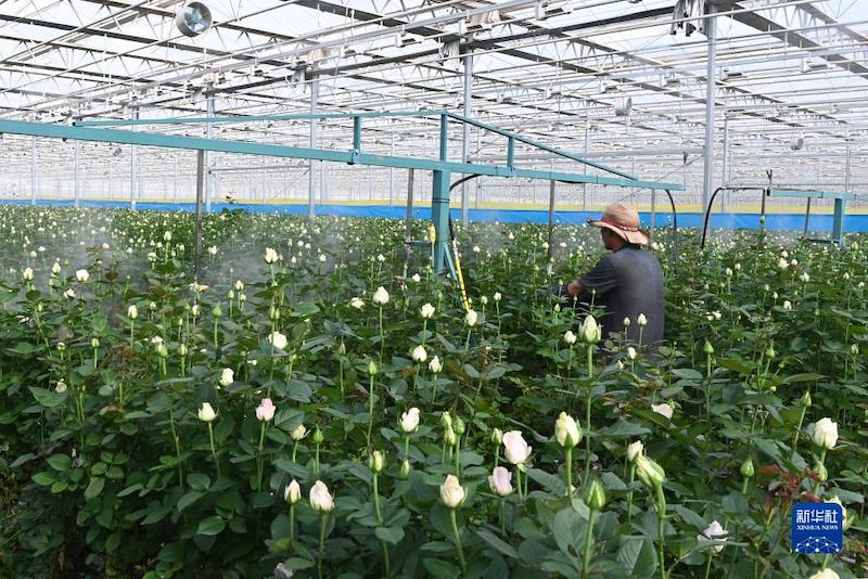 Les roses du Gansu sont vendues dans tout le pays