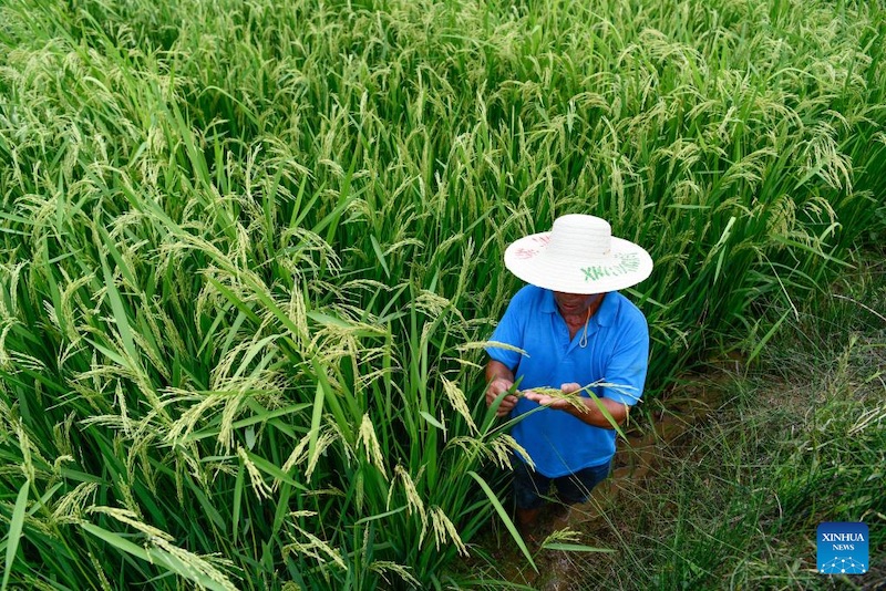 Le comté de Cengong, producteur de riz incontournable en Chine
