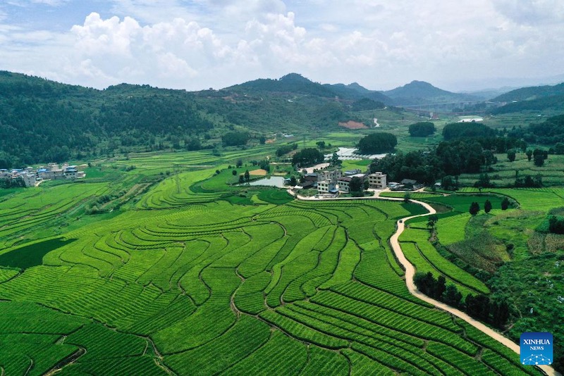 Le comté de Cengong, producteur de riz incontournable en Chine