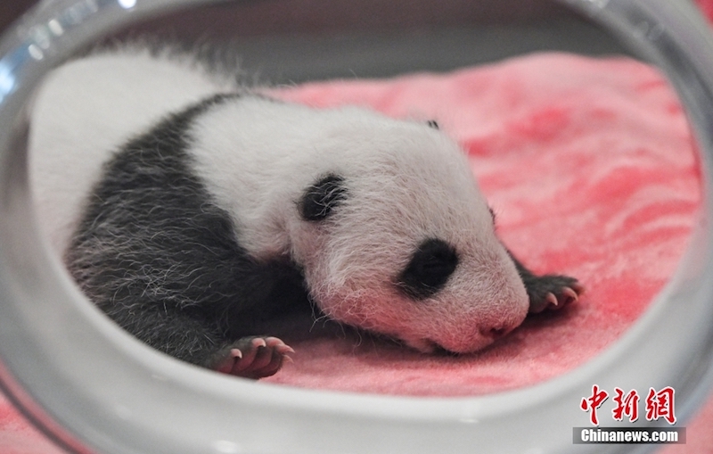 Sichuan : des athlètes des Universiades visitent la Base de recherche sur la reproduction du panda géant de Chengdu