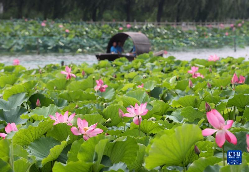 Hebei : les fleurs de lotus attirent les touristes