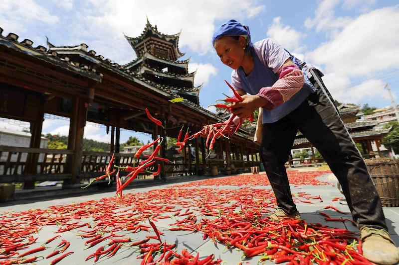 Guizhou : l'aire pour de séchage des cultures de Jinping, comme une peinture colorée