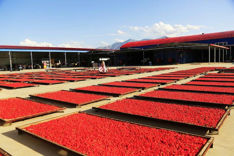 Gansu : la récolte abondante de goji à Zhangye
