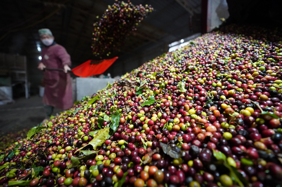 Photo d’un monticule de grains de café dans une usine de la ville de Pu’er située dans la province du Yunnan (sud-ouest de la Chine). (Photo / Xinhua)