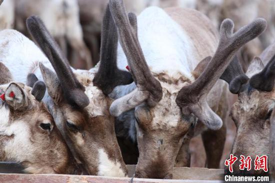 Des rennes se nourrissent dans le Grand Khingan en Mongolie intérieure. (Photo / China News Service)