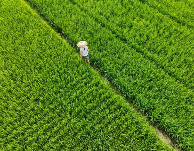 Un aperçu de l'agriculture d'automne en Chine