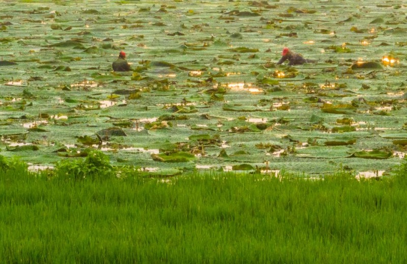 Un aperçu de l'agriculture d'automne en Chine