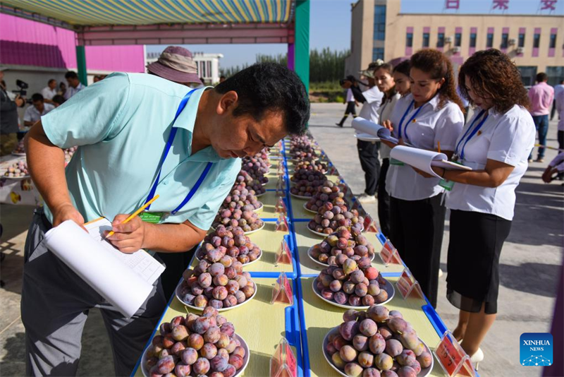 L'industrie de la prune est en plein essor au Xinjiang