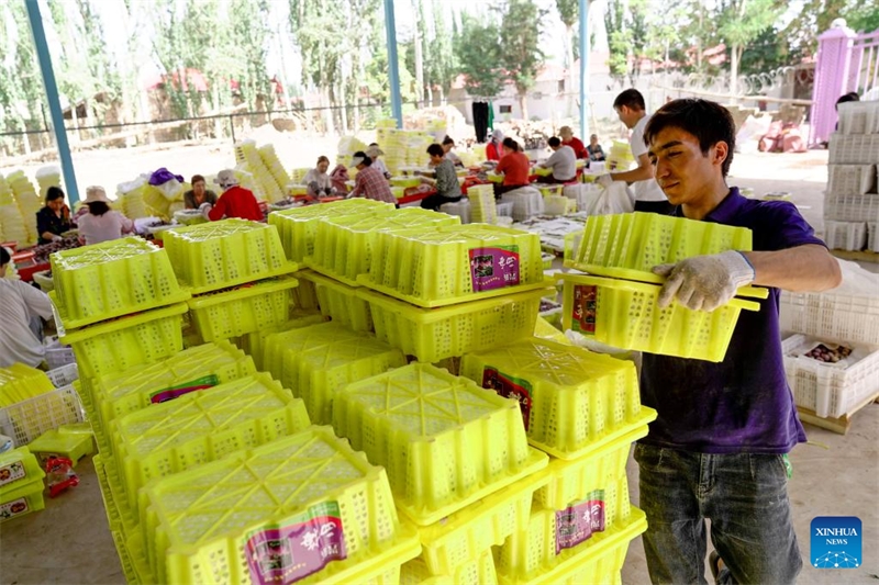 L'industrie de la prune est en plein essor au Xinjiang