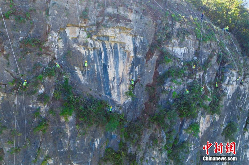 Hubei : à Zigui, les « hommes araignées » éliminent les dangers sur les falaises abruptes au-dessus d'une autoroute