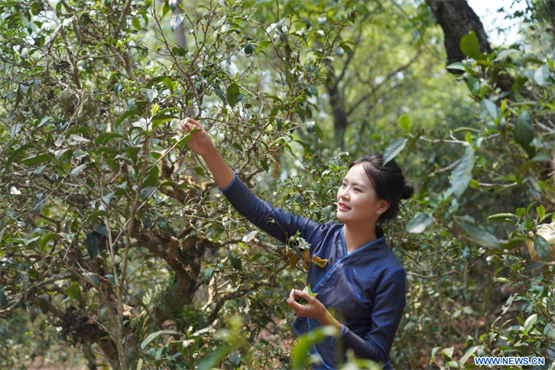 Les forêts anciennes de théiers à Pu'er en Chine classées au patrimoine mondial