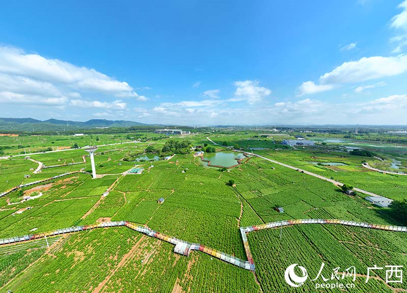 L'industrie du jasmin encourage la revitalisation rurale au Guangxi