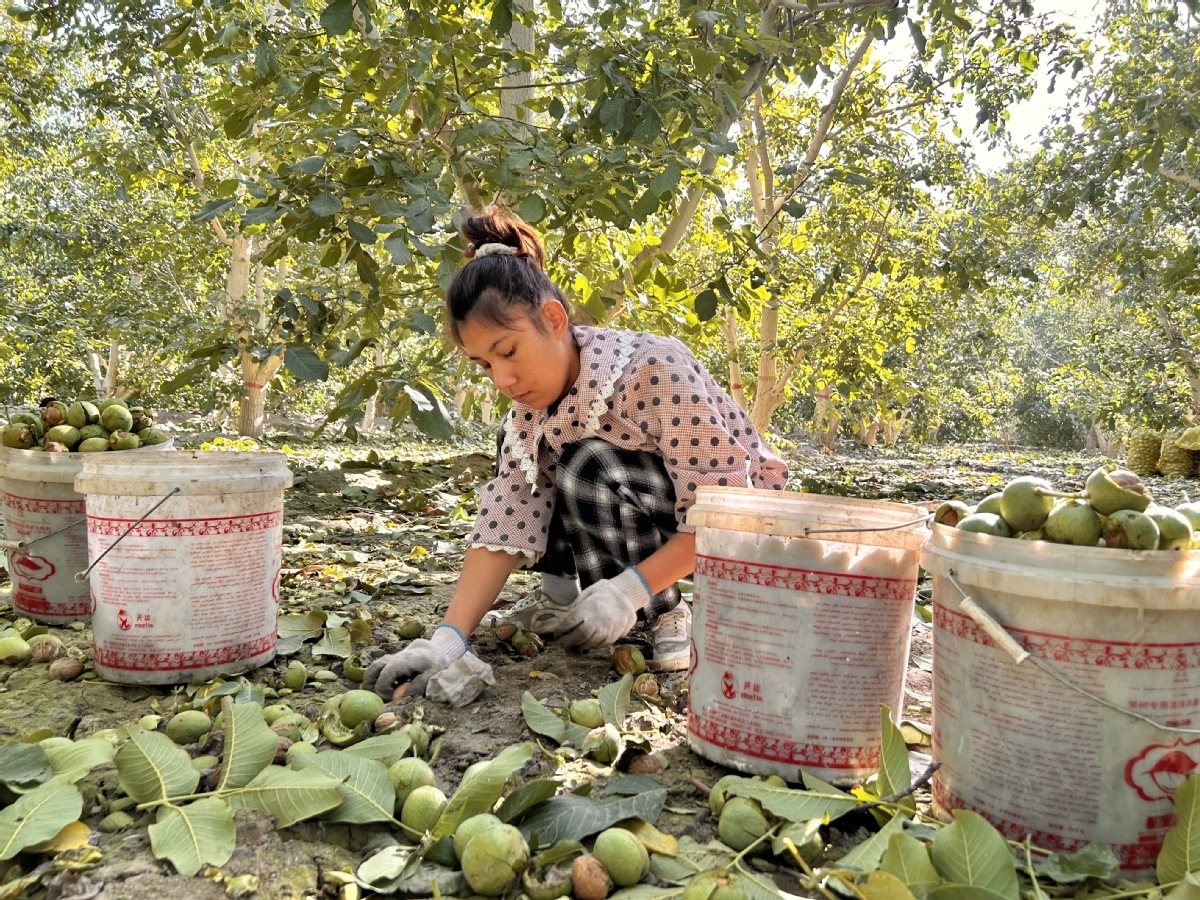 Le comté de Wensu à Aksu dans la région autonome ouïgoure du Xinjiang se prépare à la récolte des noix. Les noix de Wensu sont réputées pour leur qualité supérieure. Elles sont également exportées à l