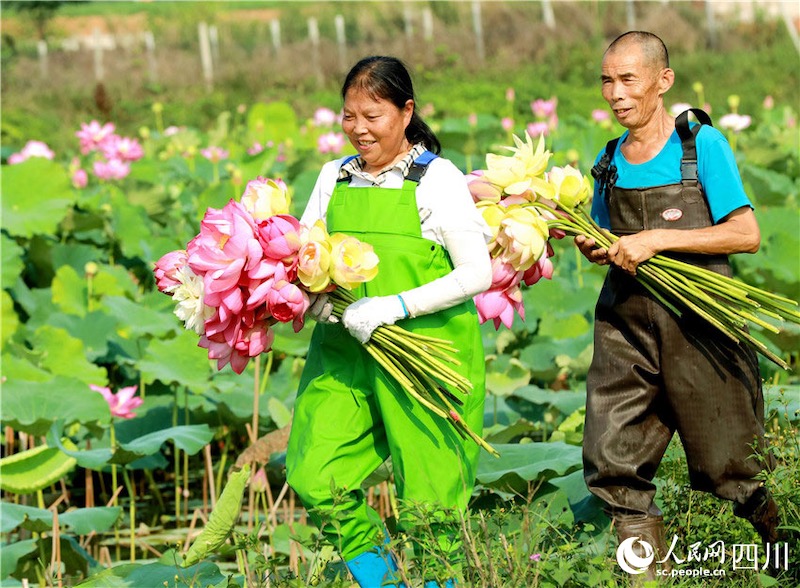 Sichuan : des visages souriants d'une récolte abondante fleurissent dans la campagne à Renshou