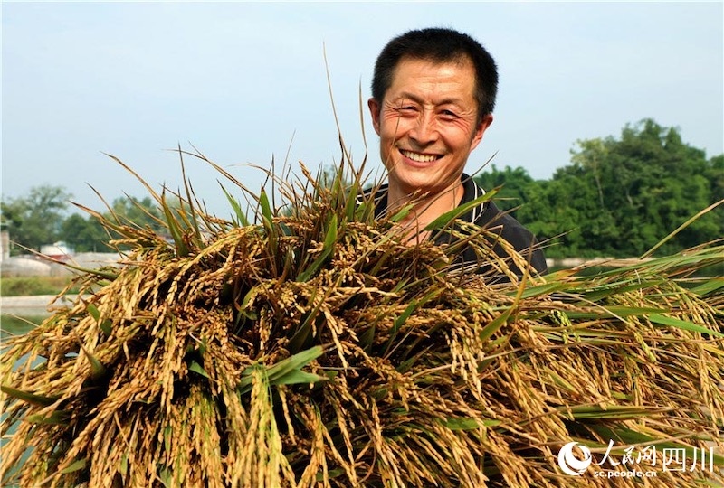 Sichuan : des visages souriants d'une récolte abondante fleurissent dans la campagne à Renshou
