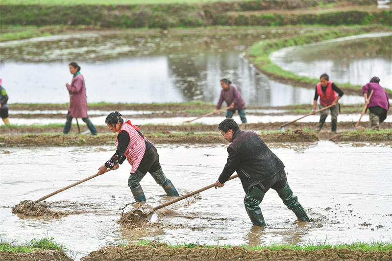 Un agriculteur guide sa communauté vers la culture du riz hybride