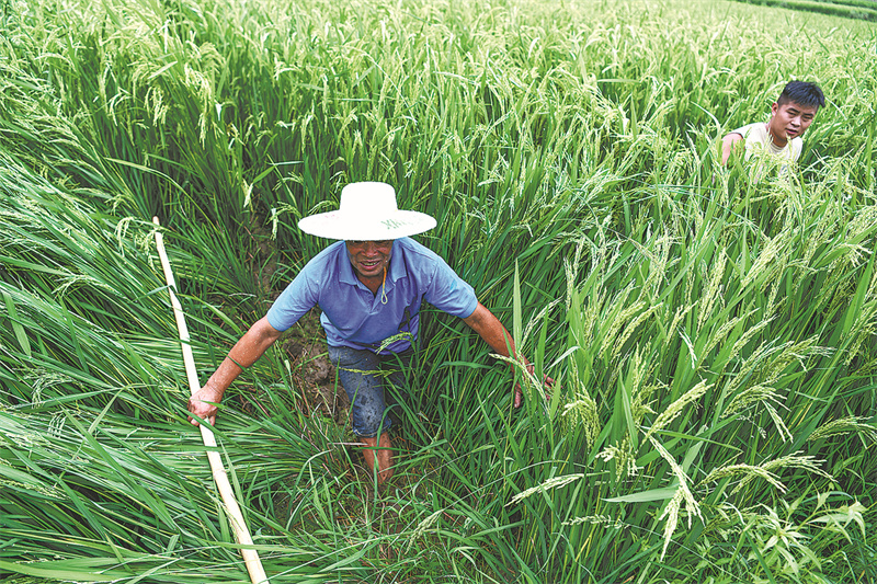 Un agriculteur guide sa communauté vers la culture du riz hybride