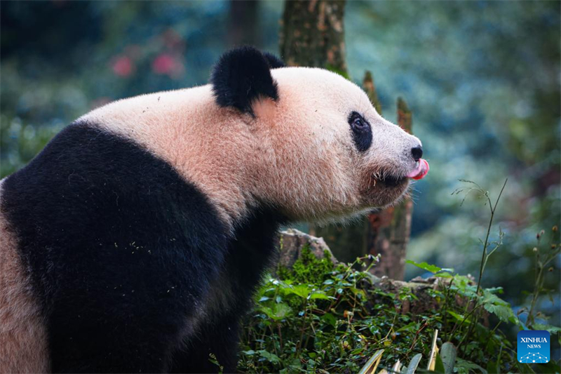 Xiang Xiang est né au zoo d'Ueno en juin 2017 de Shin Shin (femelle) et Ri Ri (mâle), deux pandas géants prêtés par la Chine, à qui revient la propriété des petits qu'ils mettent au monde. (Chen Juwei / Xinhua)