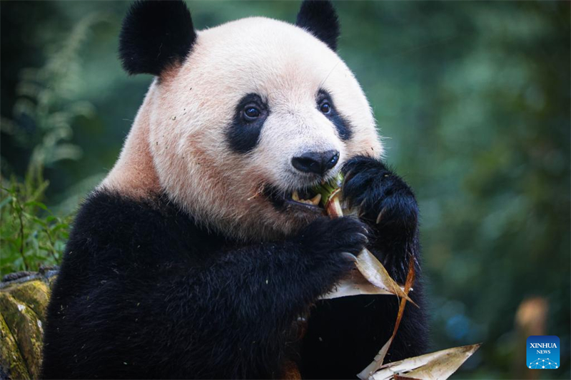 Sichuan : le panda géant Xiang Xiang présenté au public à Ya'an