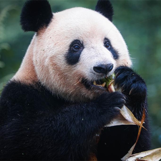 Sichuan : le panda géant Xiang Xiang présenté au public à Ya'an