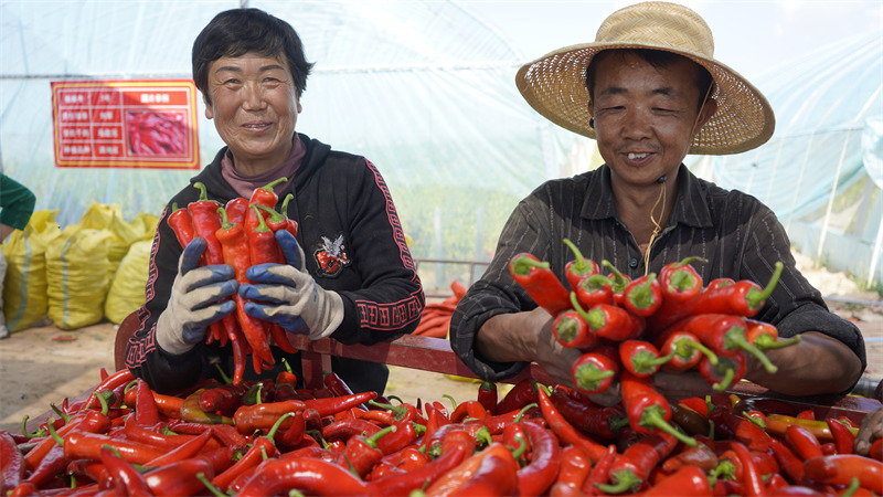 Shaanxi : les piments génèrent de la richesse pour le comté de Jingbian