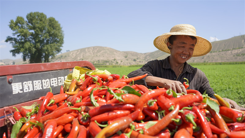 Shaanxi : les piments génèrent de la richesse pour le comté de Jingbian