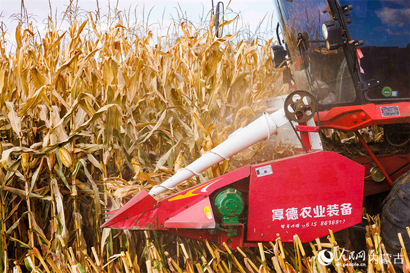Mongolie intérieure : le maïs entre dans la saison de récolte à Togtoh