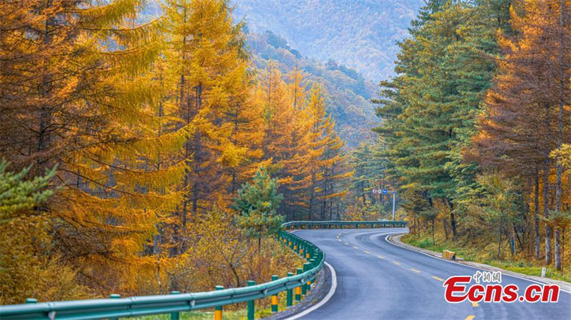 Hubei : les couleurs de l'automne enflamment le Parc national de Shengnongjia