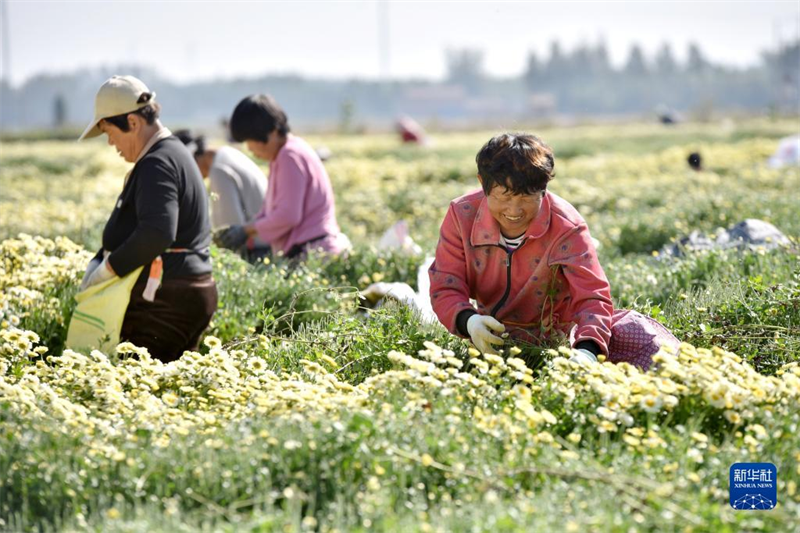 Hebei : la saison de récolte des chrysanthèmes a commencé