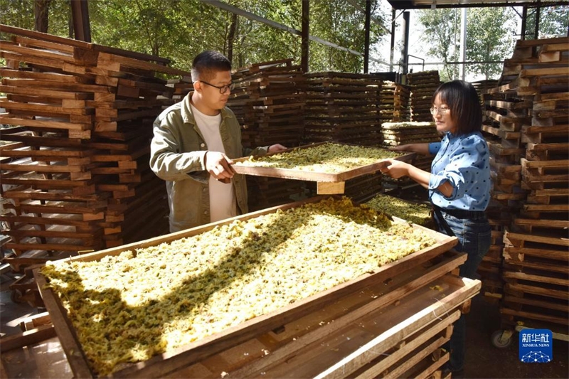 Hebei : la saison de récolte des chrysanthèmes a commencé