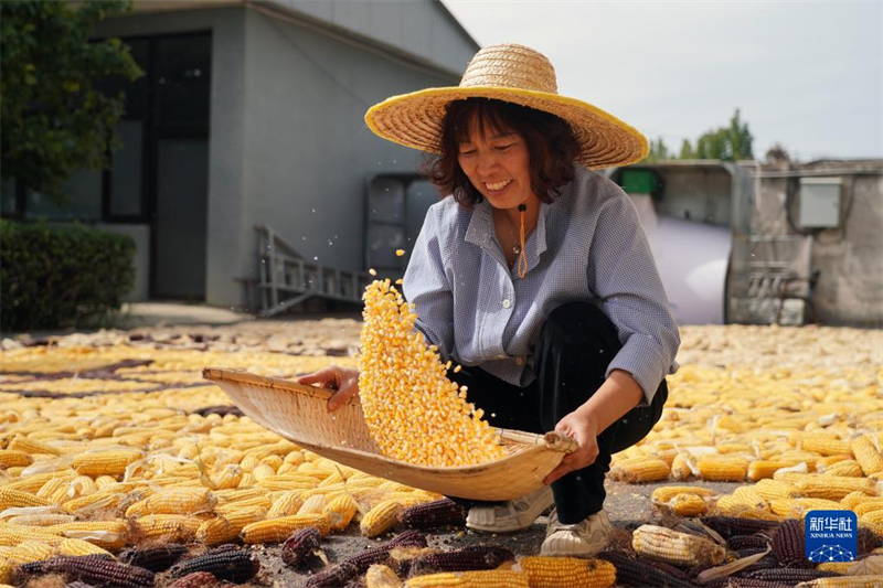Wang Cuiyun : porte-parole du maïs de son pays natal