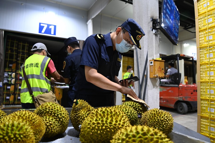Des agents des douanes inspectent des durians importés au terminal de la Passe de l'amitié de Pingxiang, dans la région autonome Zhuang du Guangxi, dans le sud de la Chine, le 12 septembre 2023. (Photo : Cao Yiming)
