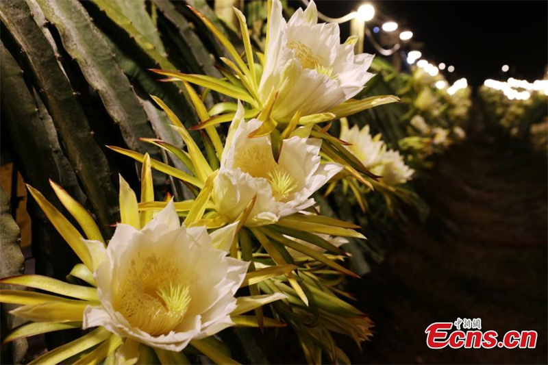 Les fleurs de fruit du dragon s'épanouissent dans la région autonome zhuang du Guangxi