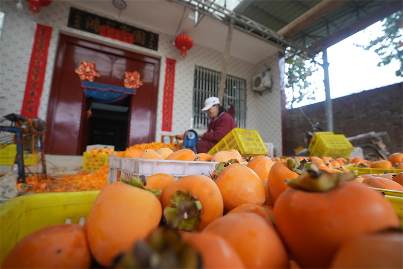 Shaanxi : le traitement des kakis à l'automne