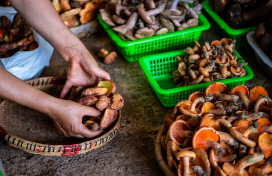 Un vendeur dispose des champignons sauvages comestibles sur un marché de champignons sauvages à Kunming, dans la province chinoise du Yunnan (sud-ouest), le 2 juillet 2023. (Photo : Jiang Wenyao)