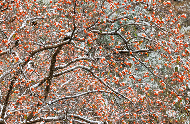 Photo montrant des kakis rouges accrochés aux branches d'arbres au milieu de la neige à Linzhou, une ville du niveau comté située au pied oriental des monts Taihang, dans la province du Henan (centre de la Chine). (Qu Haiqing / le Quotidien du Peuple en ligne)