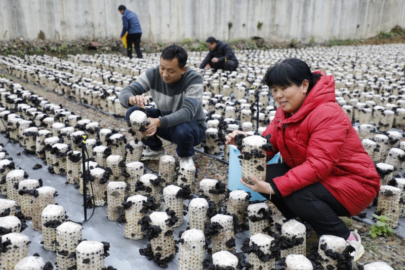 Hunan : la récolte abondante de champignons noirs