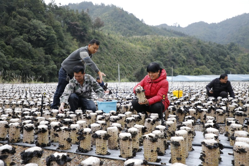 Hunan : la récolte abondante de champignons noirs