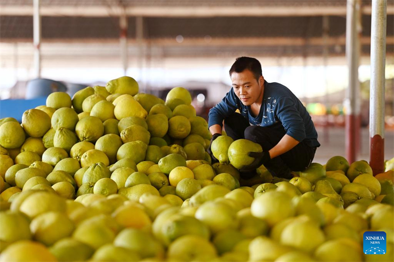 Guangxi : les pomelos entrent dans la période de récolte