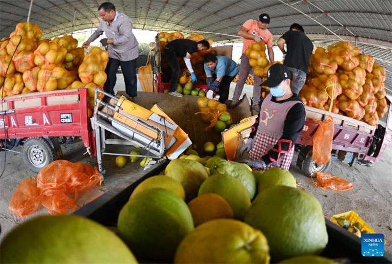 Guangxi : les pomelos entrent dans la période de récolte