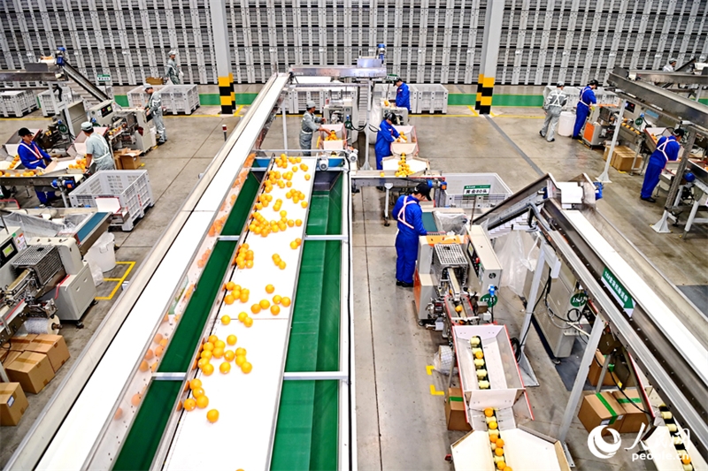 Jiangxi : l'industrie de l'orange navel connaît un développement de haute qualité en s'appuyant sur une usine intelligente