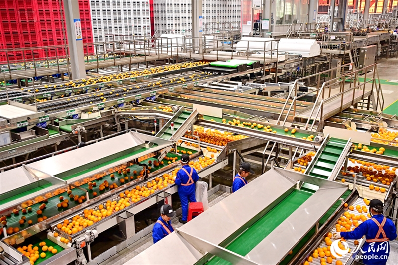 Jiangxi : l'industrie de l'orange navel connaît un développement de haute qualité en s'appuyant sur une usine intelligente