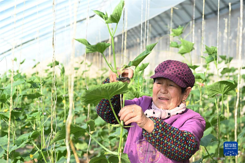 Gansu : la production et la gestion de culture légumière sous abri