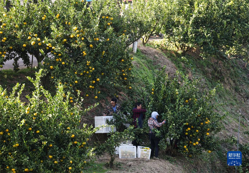 Zhejiang : les agrumes tracent une voie de prospérité commune